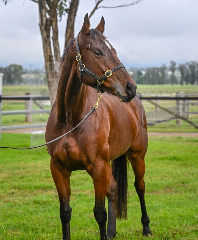 Secret Glamour (AUS) - Image 2