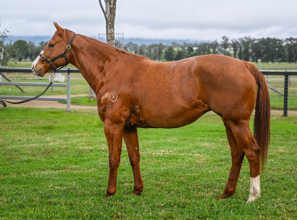 Cornelia Street (AUS) - Image 1