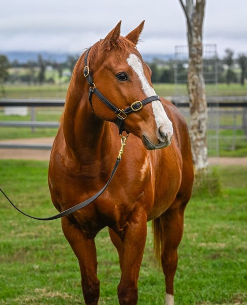 Cornelia Street (AUS) - Image 2