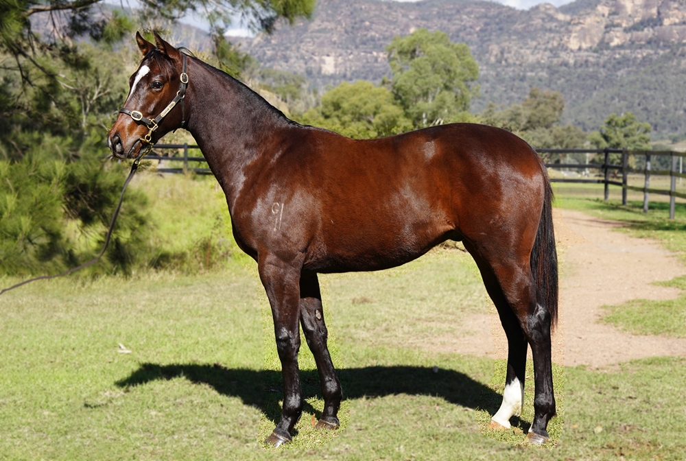 Supido (AUS) / Foliage (AUS) 2023 Colt - Image 1