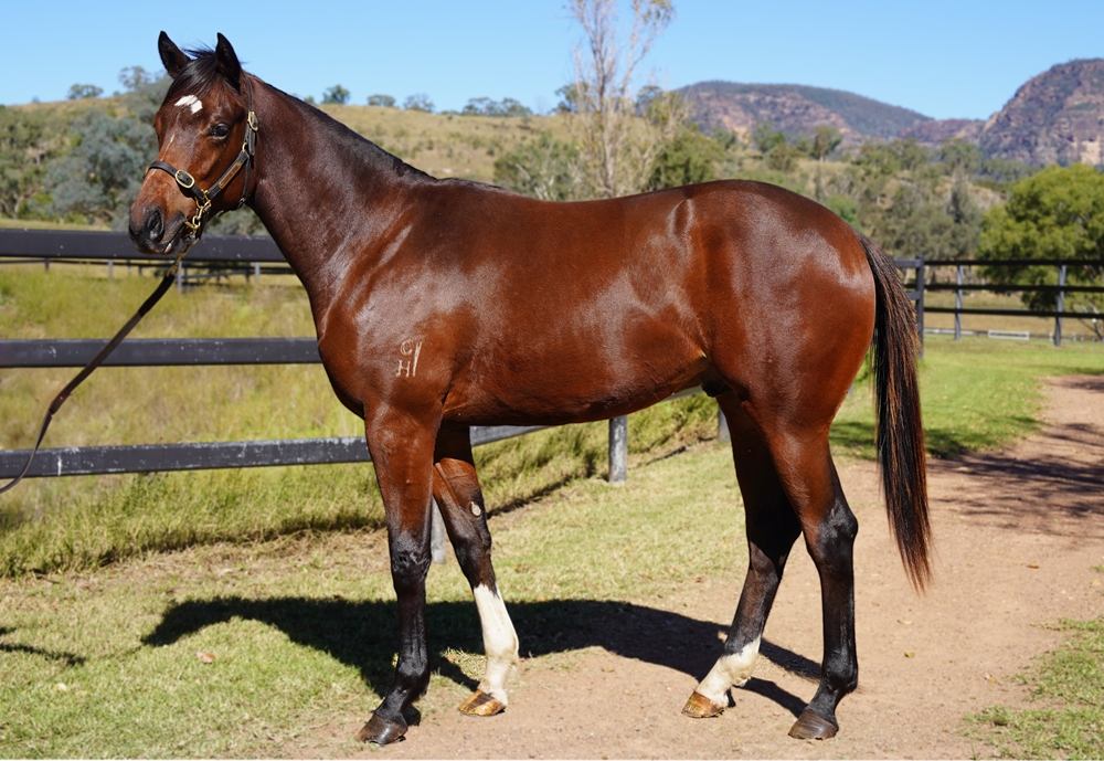 St Mark's Basilica (FR) / Joy Forever (AUS) 2023 Colt - Image 1
