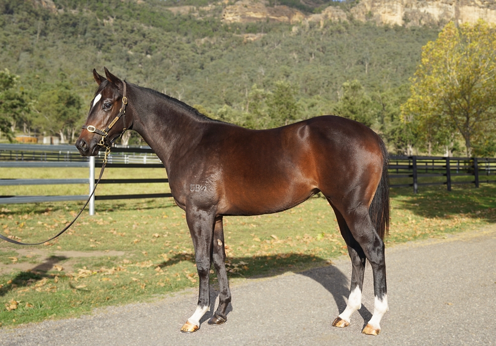 Supido (AUS) / Kapala (AUS) 2023 Filly - Image 1