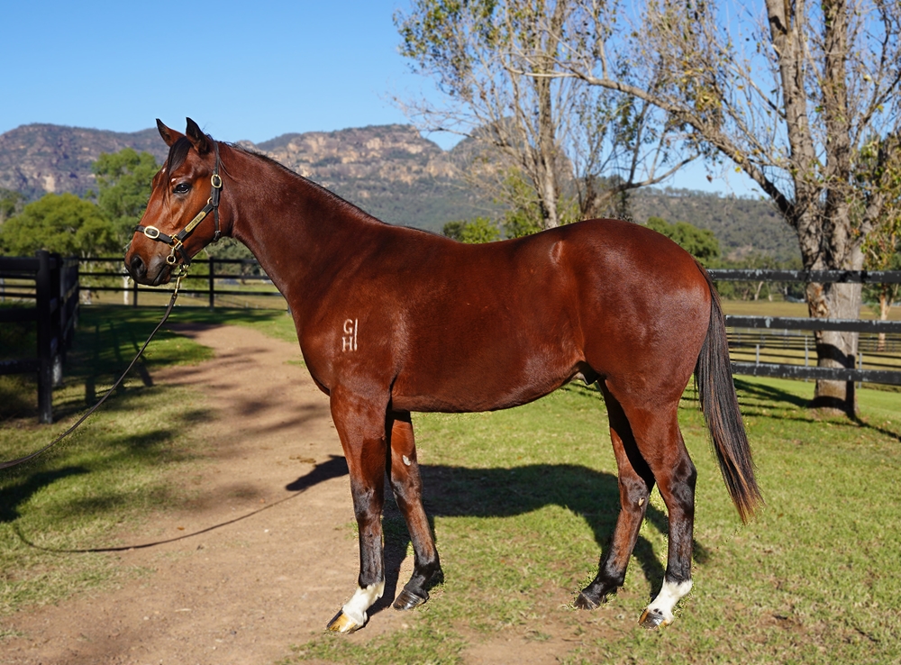 Exceedance (AUS) / Katie Did It (AUS) 2023 Colt - Image 1