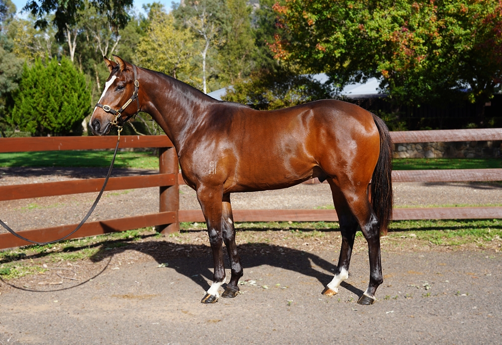 Trapeze Artist (AUS) / Kryptelon (AUS) 2023 Colt - Image 1