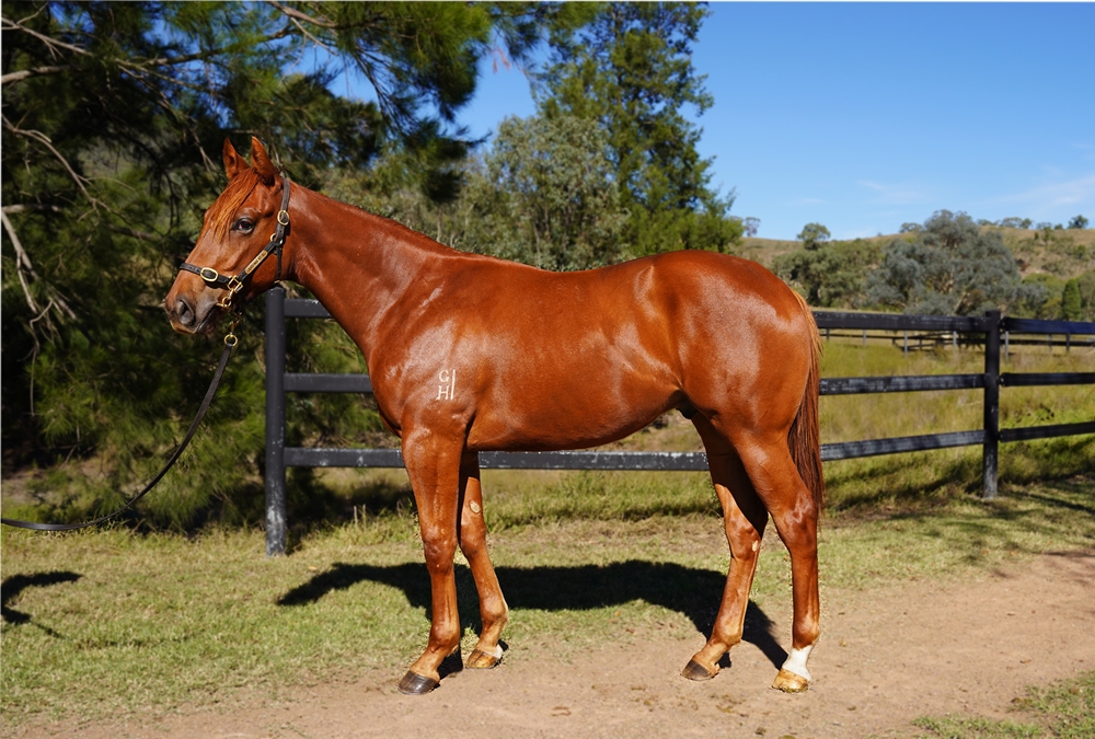 Star Turn (AUS) / L'Amoureuse (AUS) 2023 Colt - Image 1