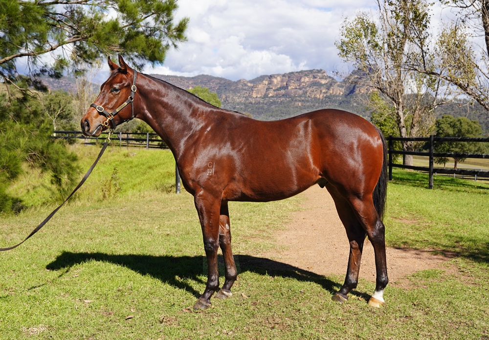 Ole Kirk (AUS) / Lady Lynette (AUS) 2023 Colt - Image 1
