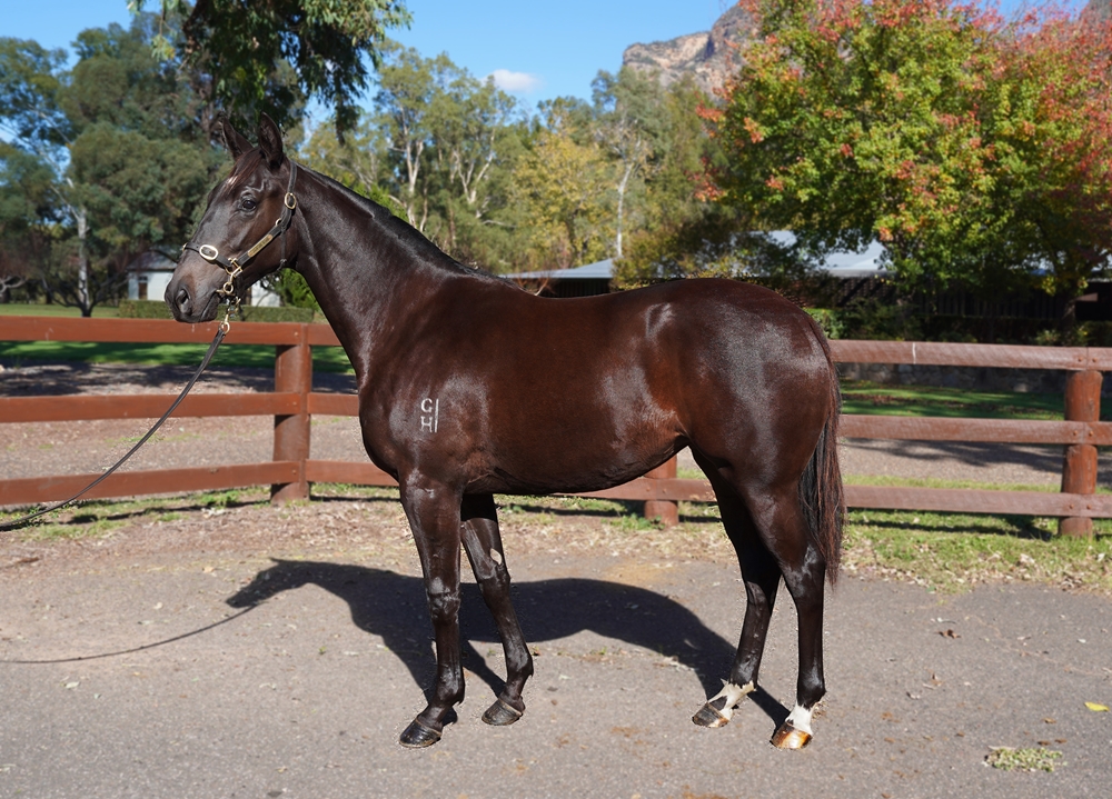 Brutal (NZ) / Light Bulb Moment (AUS) 2023 Filly - Image 1