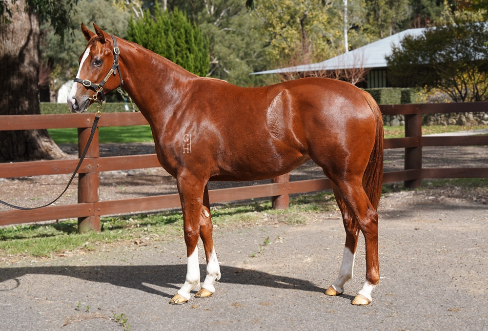 Supido (AUS) / Mahlani (NZ) 2023 Filly - Image 1