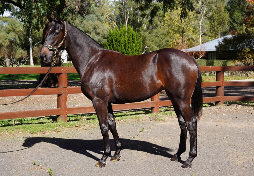 Zousain (AUS) / Modesty (NZ) 2023 Filly - Image 1