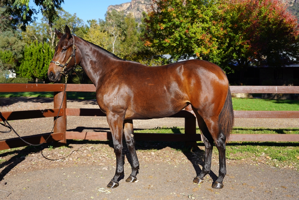 So You Think (NZ) / Palacio de Cristal (AUS) 2023 Filly - Image 1