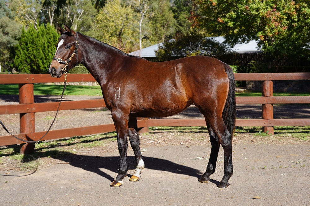 Supido (AUS) / Perfect Stranger (AUS) 2023 Filly - Image 1