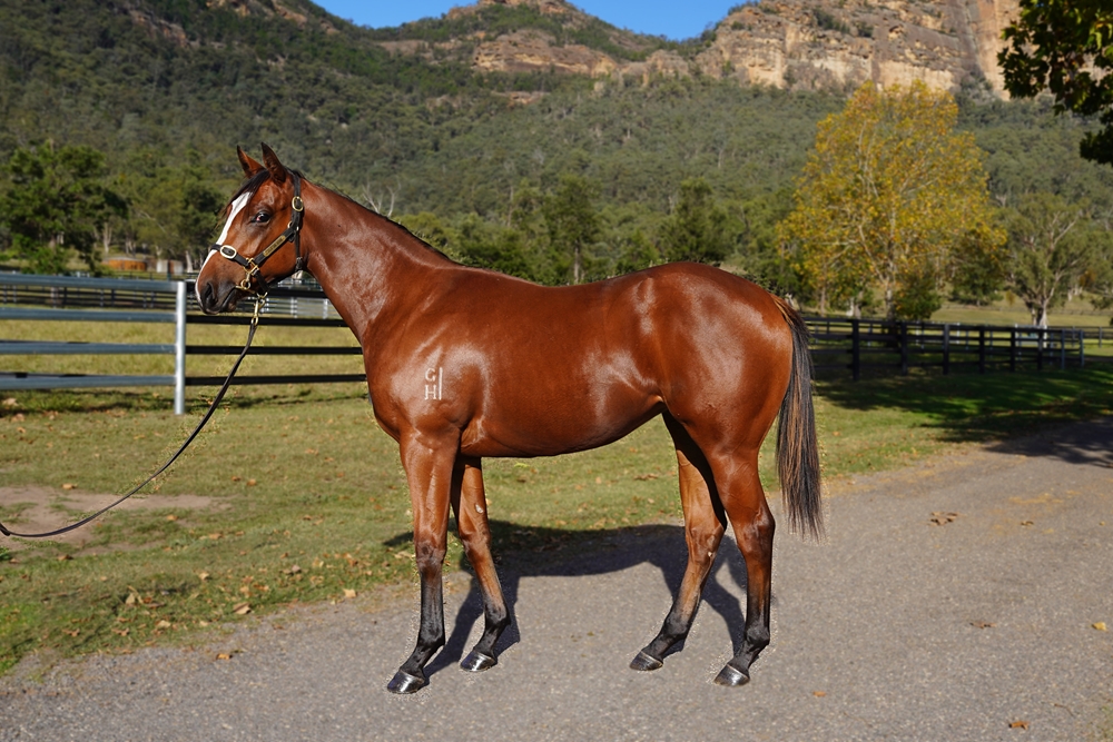 Extreme Choice (AUS) / Queen Magdalene (AUS) 2024 Filly - Image 1