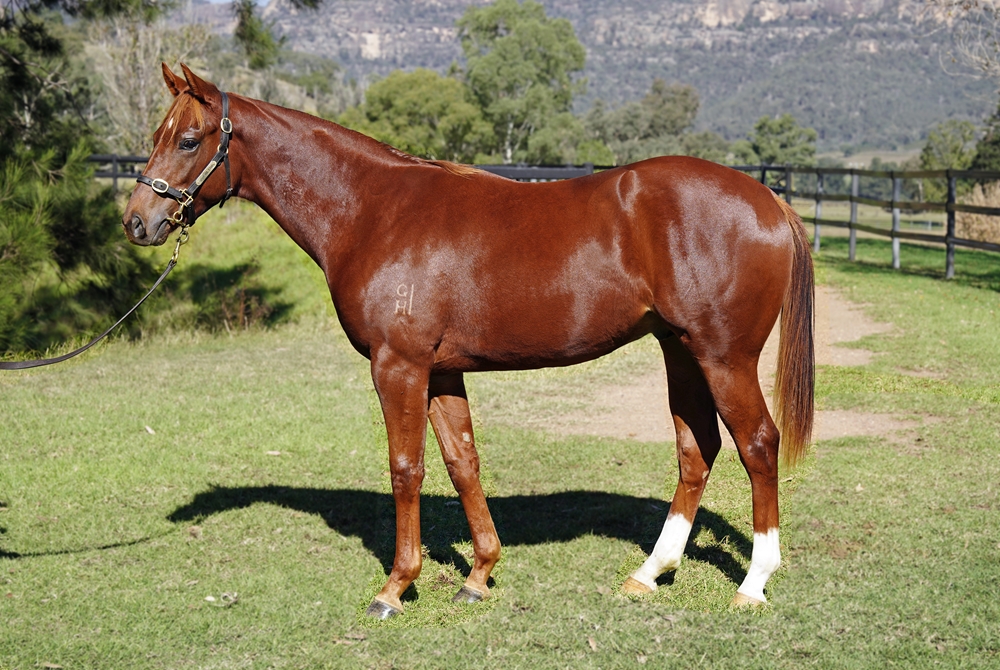 All Too Hard (AUS) / Riva Romance (AUS) 2023 Colt - Image 1