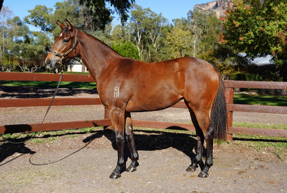 Star Turn (AUS) / Roedean (AUS) 2023 Filly - Image 1