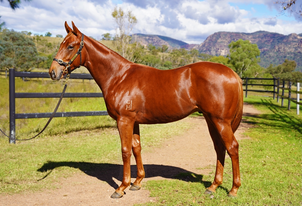 Extreme Choice (AUS) / Samarmeteors (AUS) 2023 Colt - Image 1