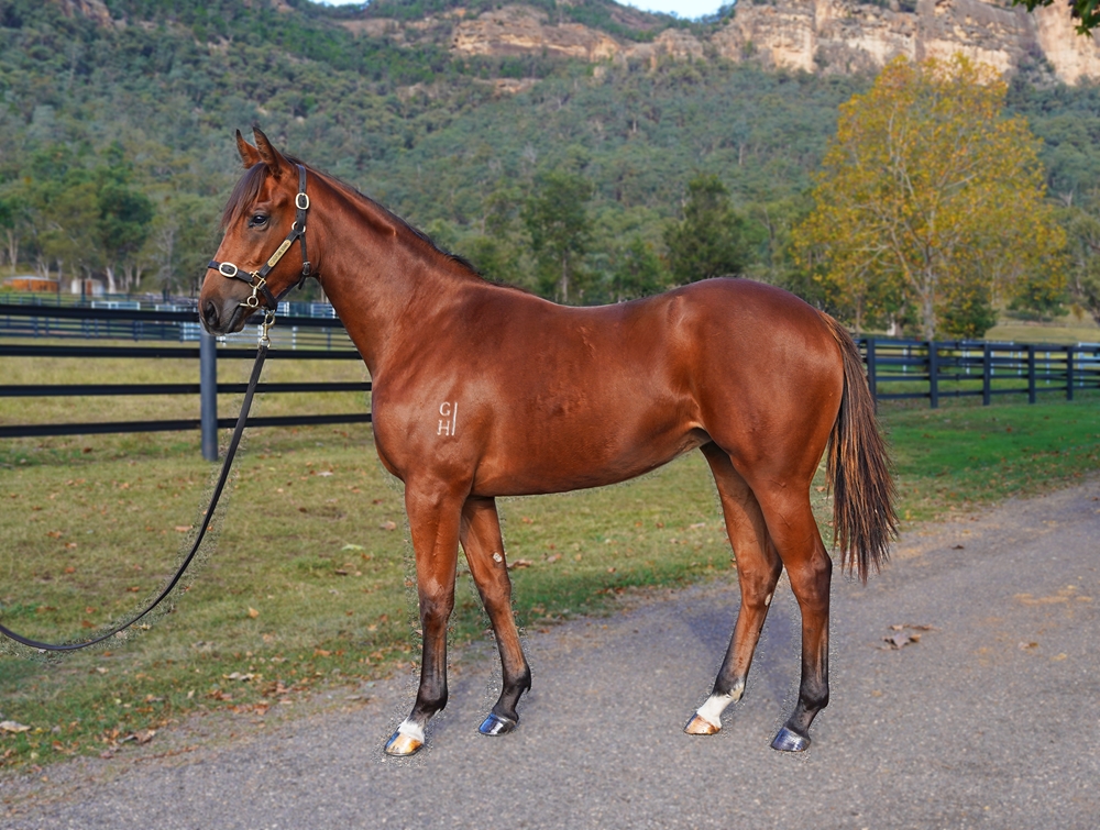 Extreme Choice (AUS) / Telepathic (NZ) 2024 Filly - Image 1
