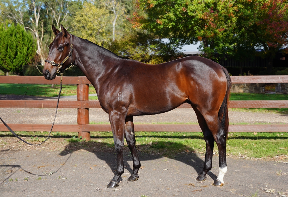 Rebel Dane (AUS) / Tsutsumi (AUS) 2023 Colt - Image 1