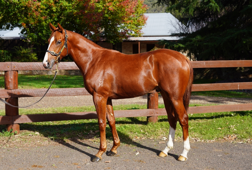 Bivouac (AUS) / Upgrades (AUS) 2023 Colt - Image 1