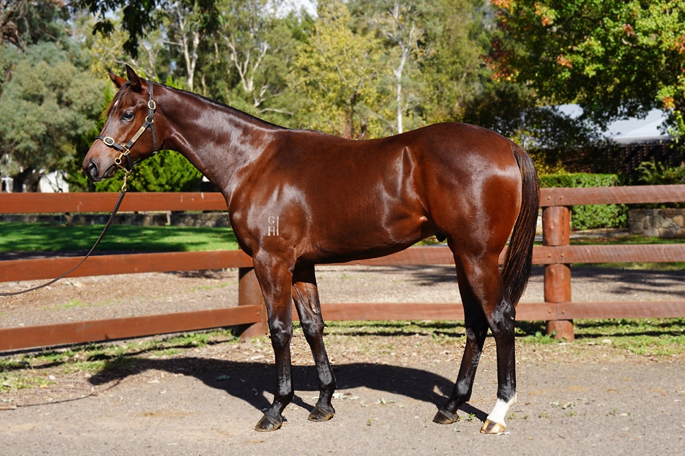 Exceedance (AUS) / Very Puzzling (AUS) 2023 Colt - Image 1