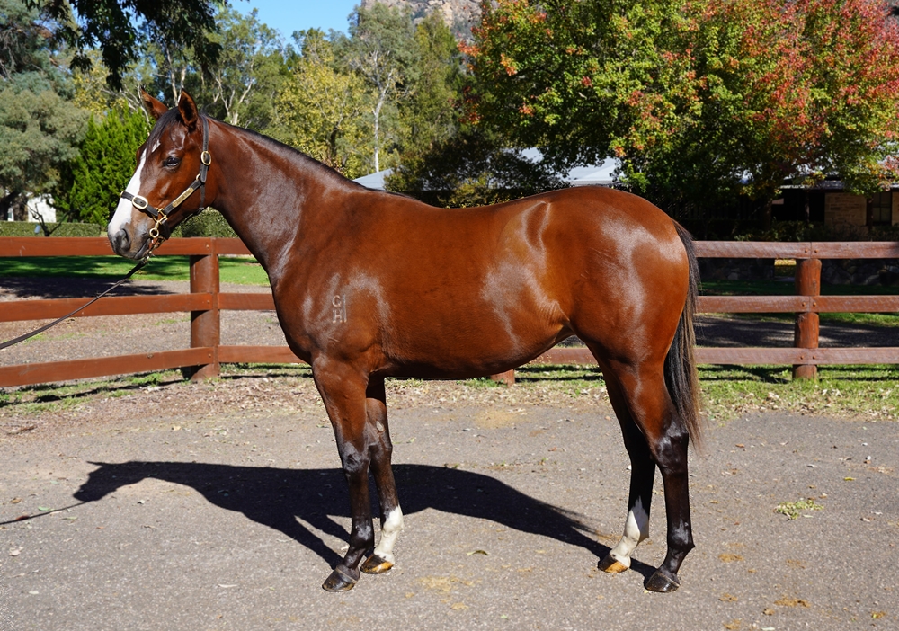 Anders (AUS) / Yerbabuena (AUS) 2023 Filly - Image 1