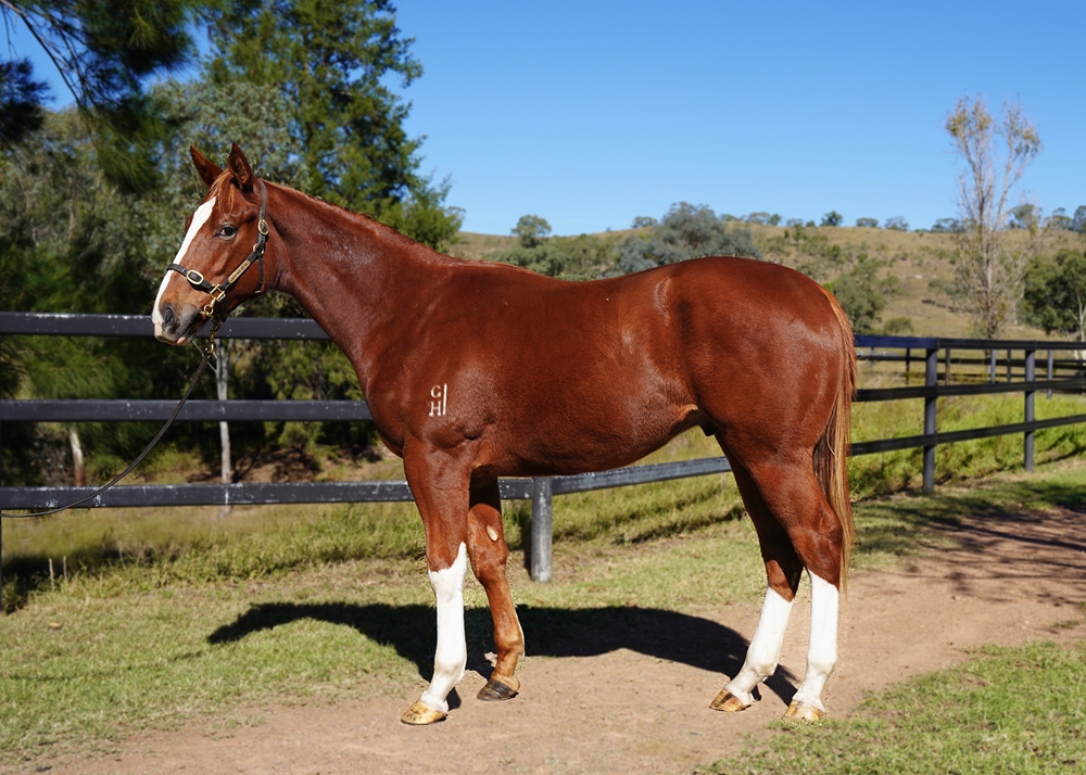 Star Turn (AUS) / Antonia (AUS) 2023 Colt - Image 1