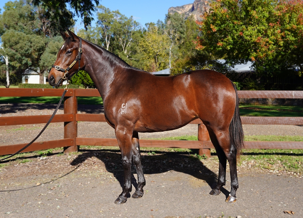 Headwater (AUS) / Austria (NZ) 2023 Filly - Image 1