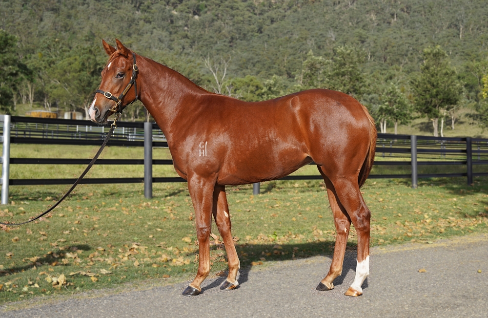 Star Turn (AUS) / Belong to Many (AUS) 2023 Filly - Image 1