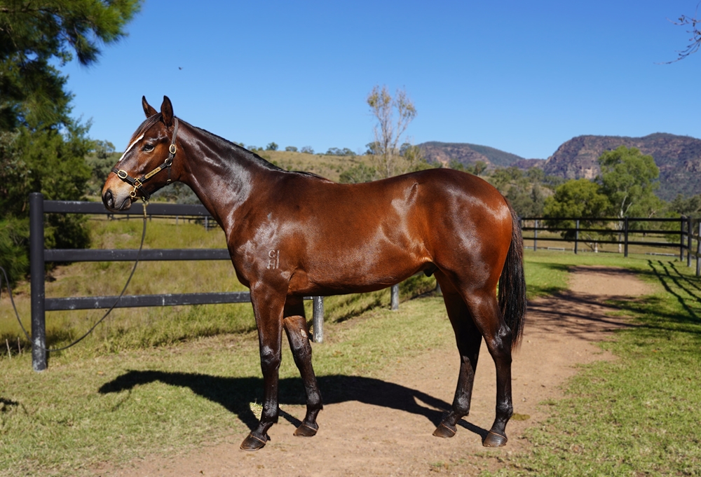 Flying Artie (AUS) / Bewitchment (AUS) 2023 Colt - Image 1