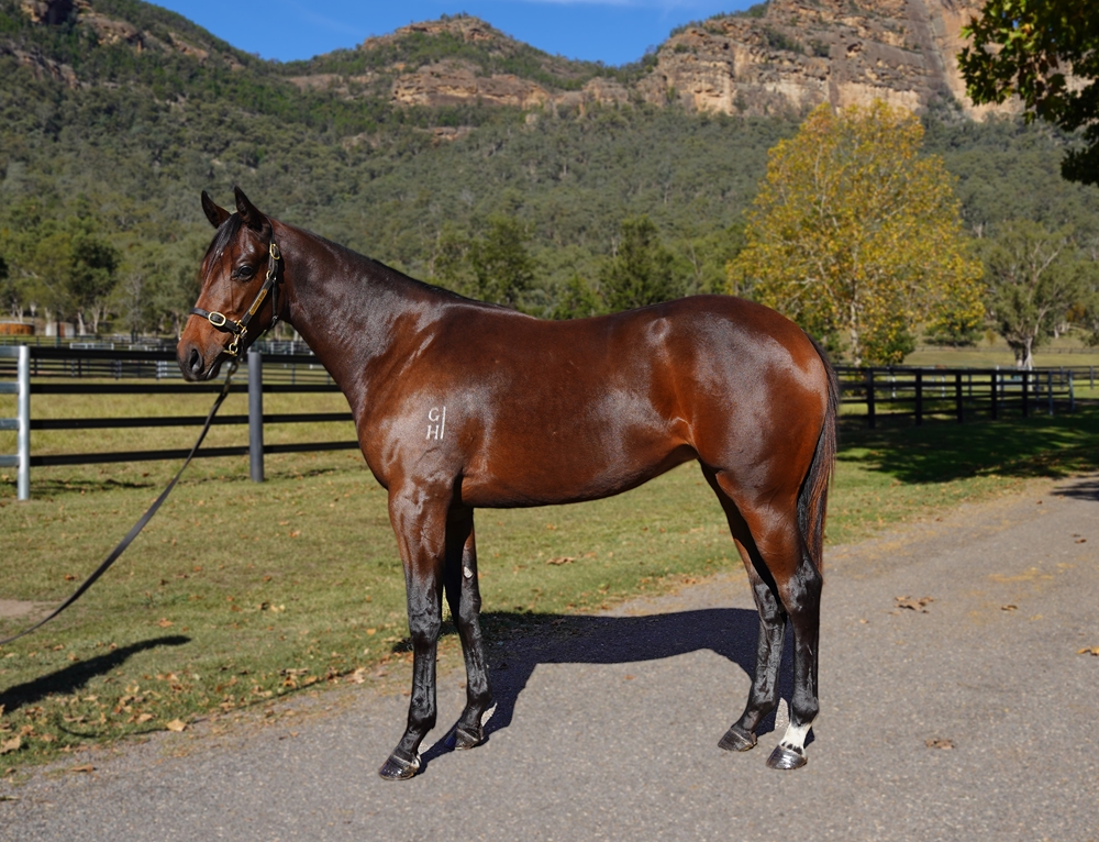 Exceedance (AUS) / Breath of Wind (AUS) 2023 Filly - Image 1