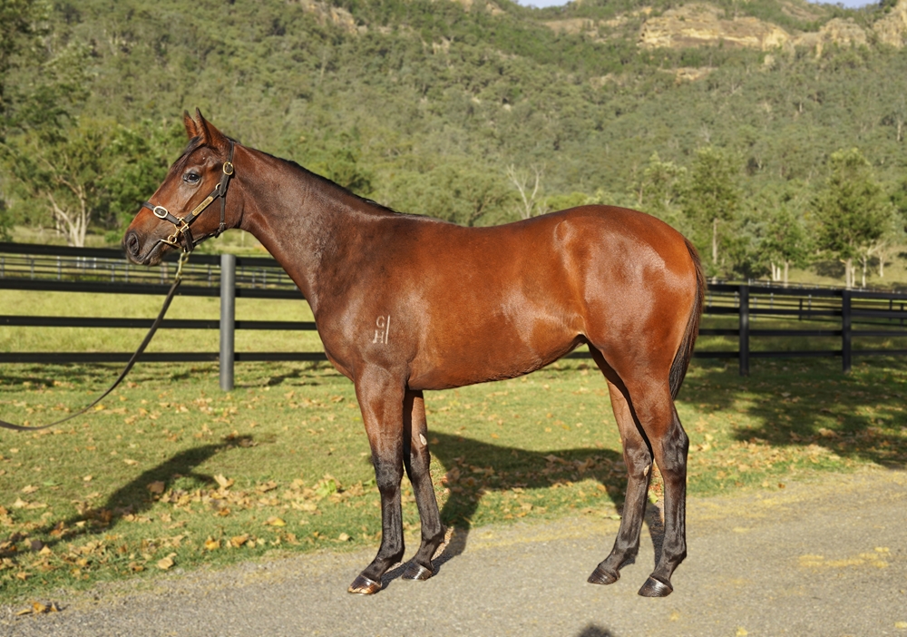 Star Turn (AUS) / Britomart (AUS) 2023 Filly - Image 1