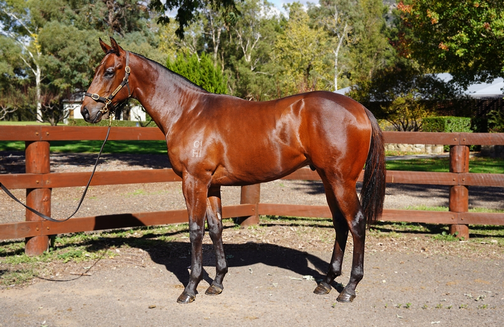 Supido (AUS) / Communicating (AUS) 2023 Colt - Image 1