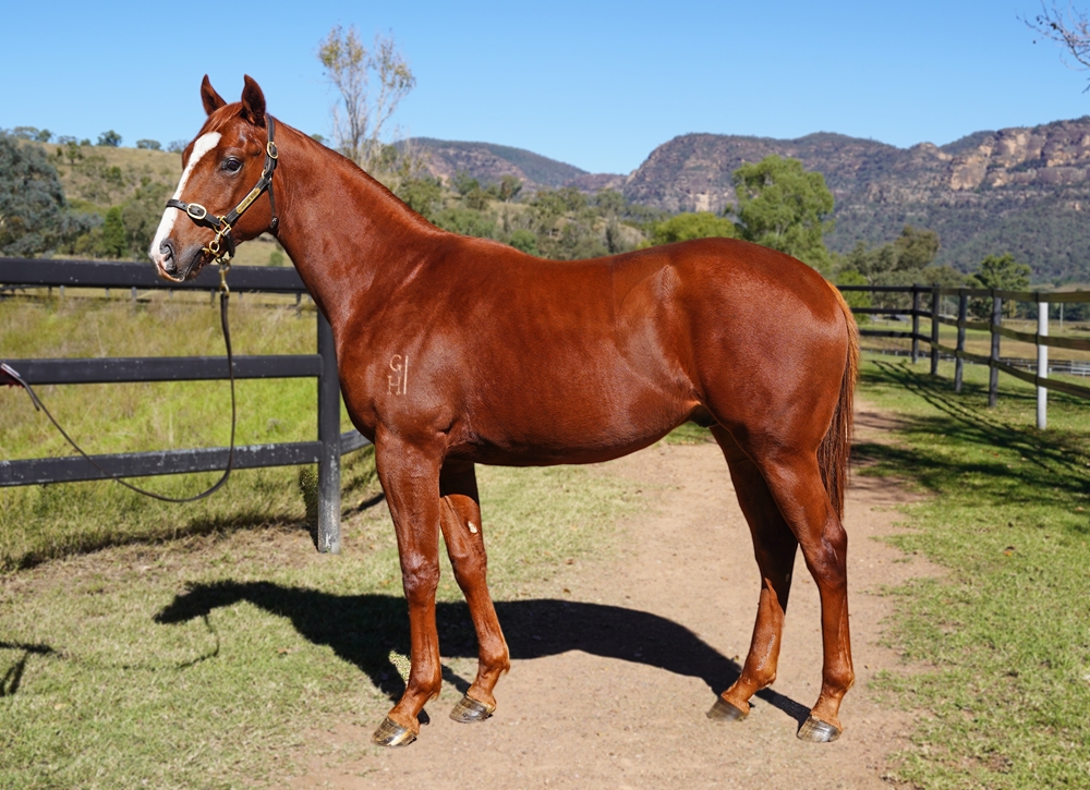 Supido (AUS) / Darby's Bid (AUS) 2023 Colt - Image 1