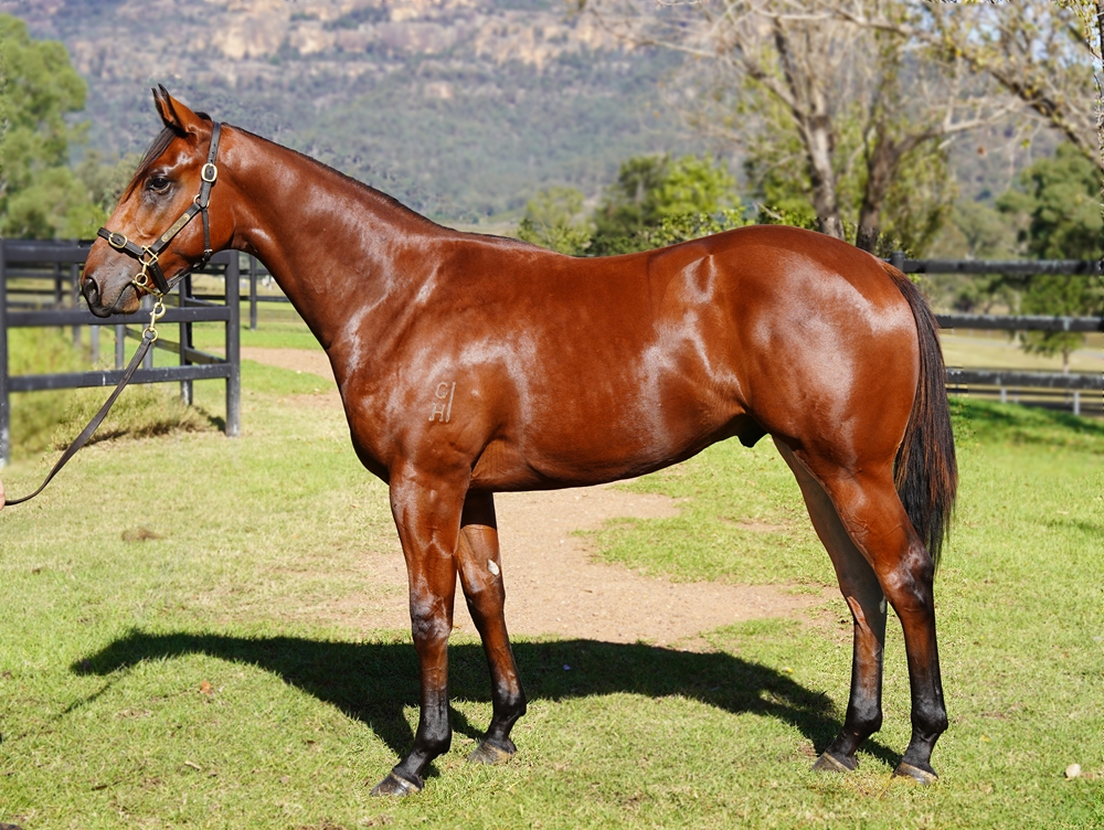 Exceedance (AUS) / Divergence (AUS) 2023 Colt - Image 1