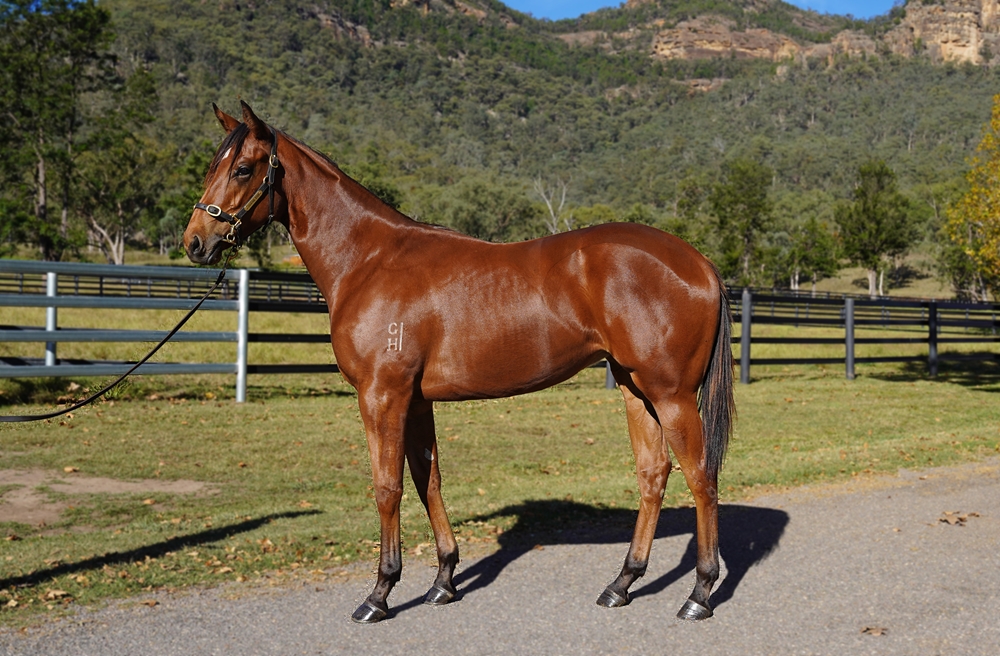 Extreme Choice (AUS) / Down the River (AUS) 2023 Filly - Image 1