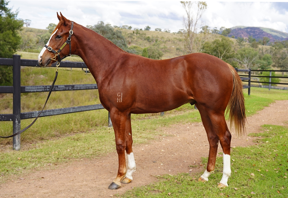 Toronado (IRE) / Murkowski (NZ) 2023 Colt - Image 1