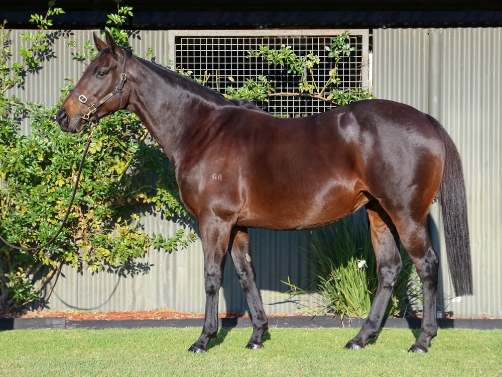 Rimraam (NZ) - Image 1