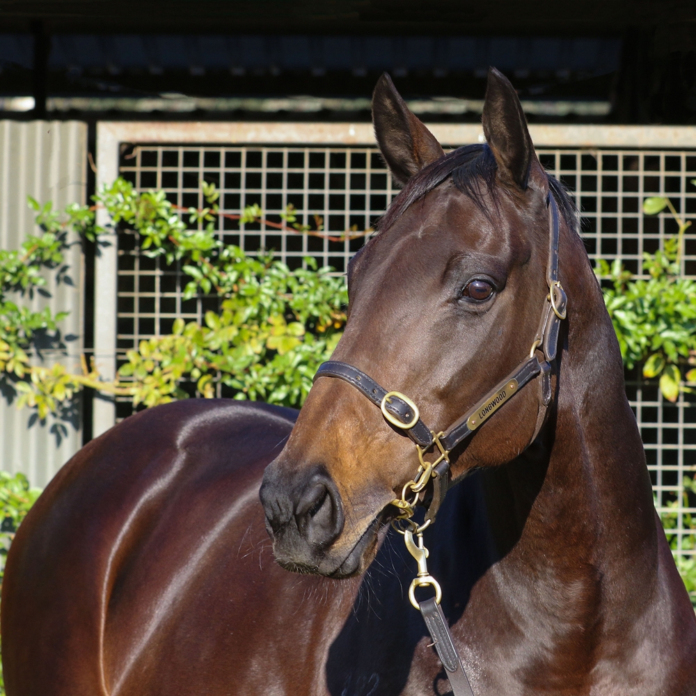 Rimraam (NZ) - Image 2