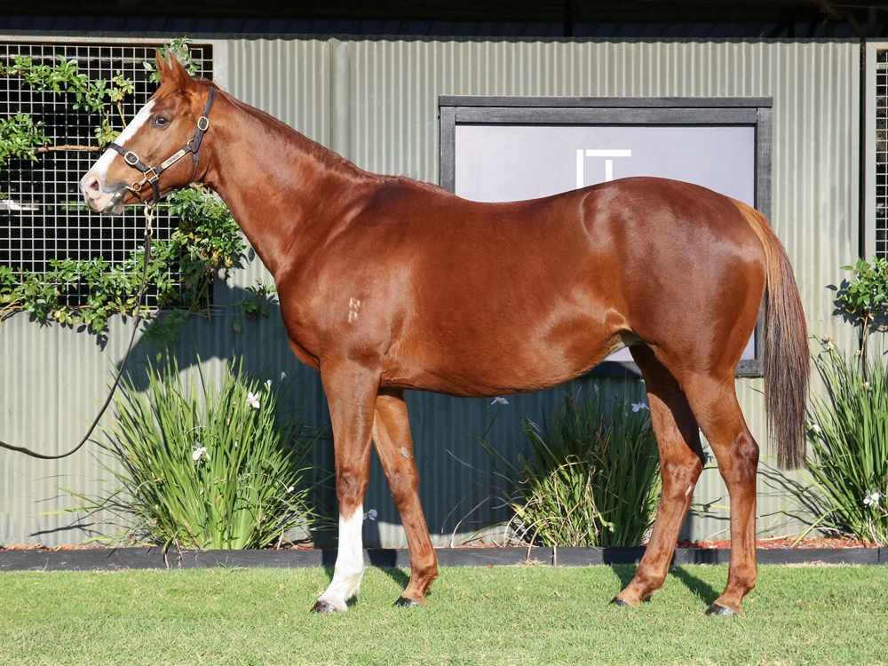 Special Diva (AUS) - Image 1