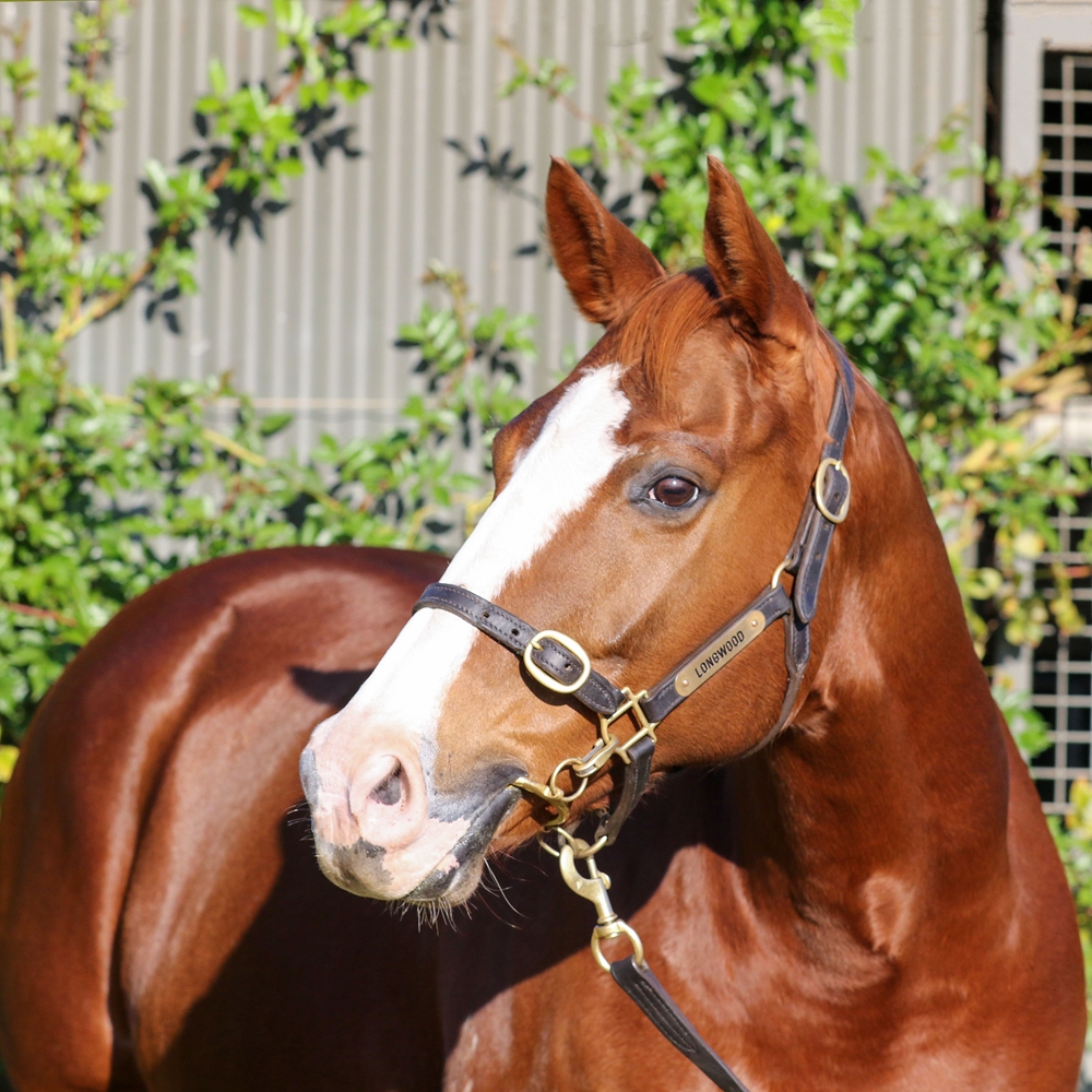 Special Diva (AUS) - Image 2