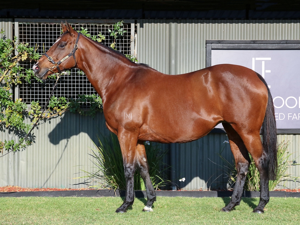 Volpe Veloce (AUS) - Image 1