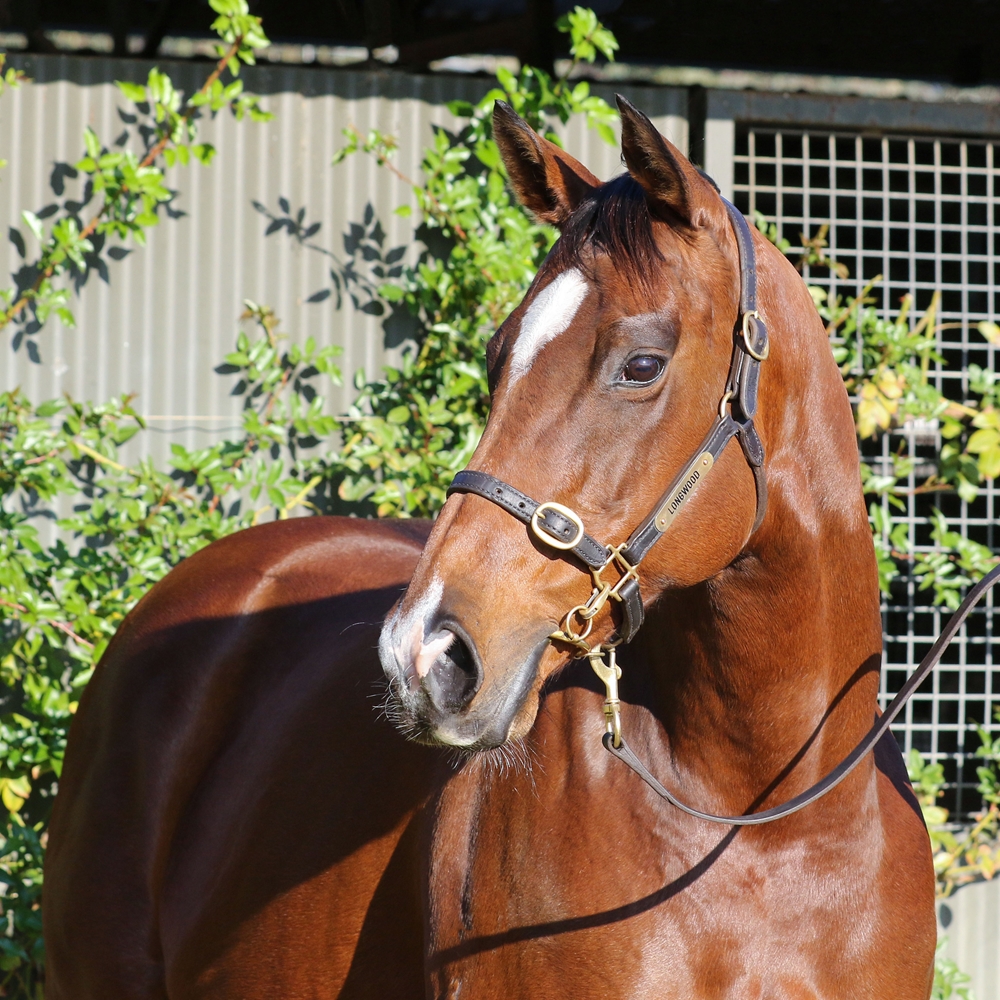 Volpe Veloce (AUS) - Image 2