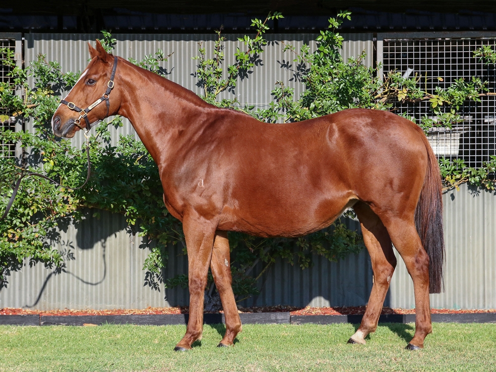 Ellicazoom (AUS) - Image 1