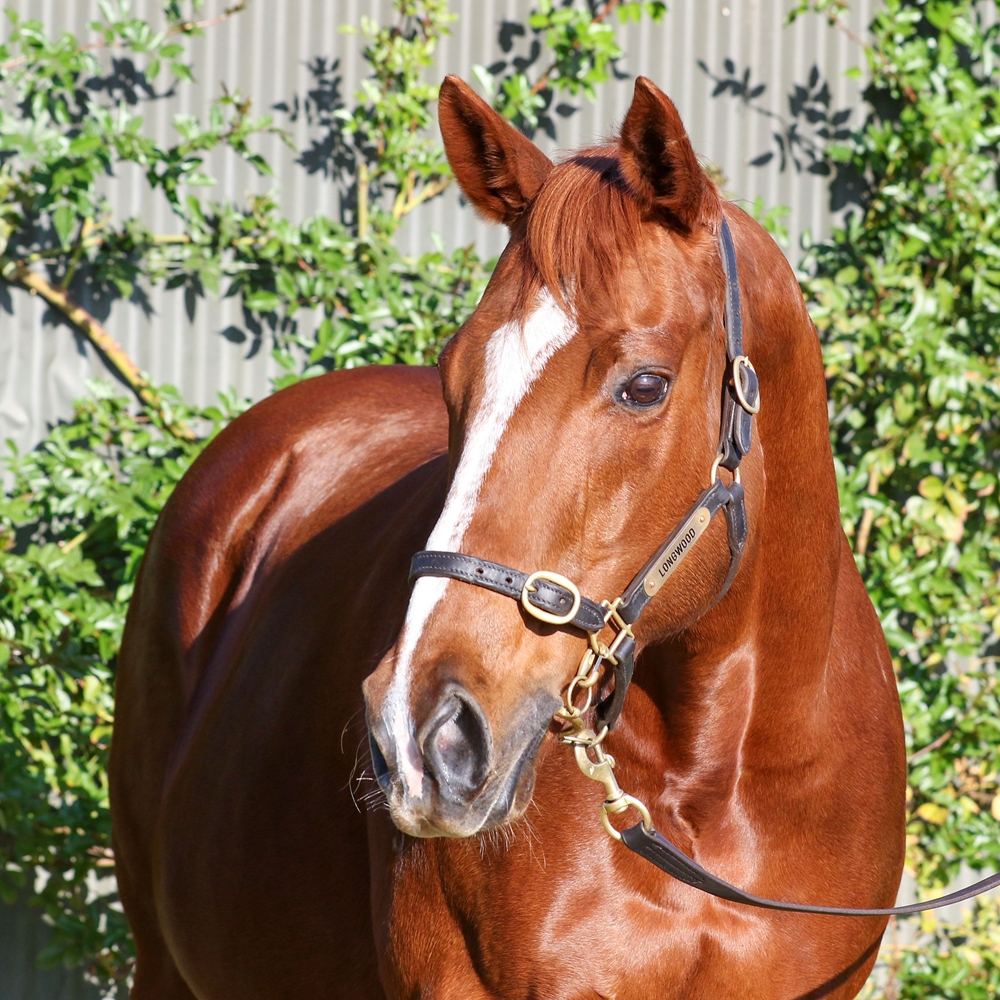 Ellicazoom (AUS) - Image 2