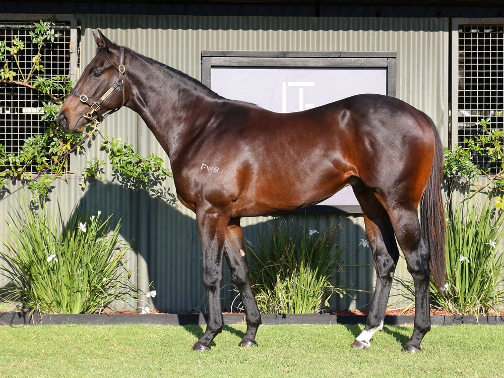 Brazen Beau (AUS) / Jesting (AUS) 2023 Colt - Image 1
