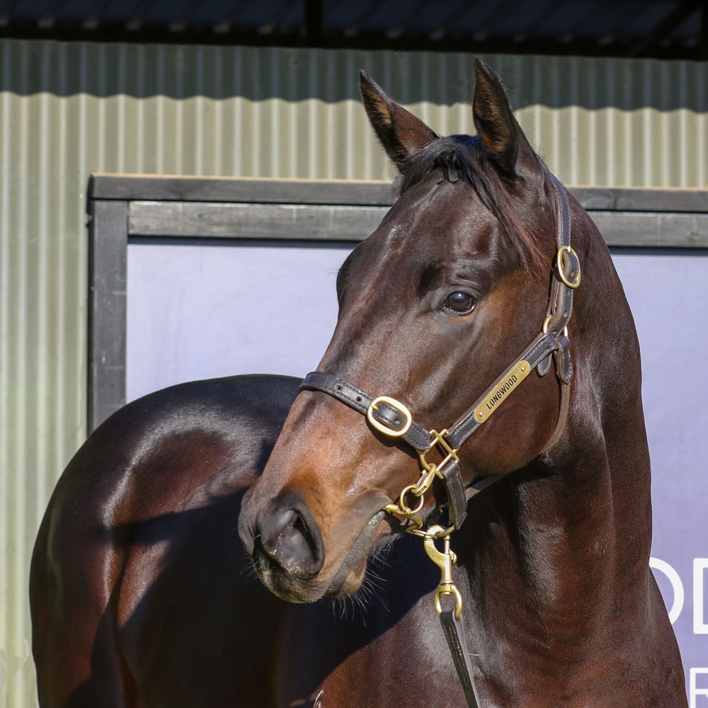 Brazen Beau (AUS) / Jesting (AUS) 2023 Colt - Image 2