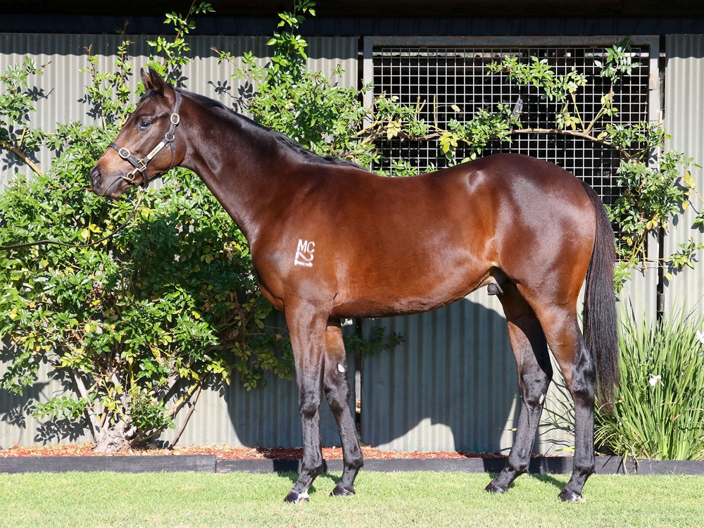 I Am Invincible (AUS) / Rimraam (NZ) 2023 Colt - Image 1