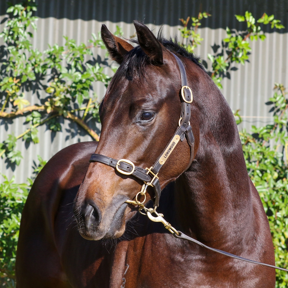 I Am Invincible (AUS) / Rimraam (NZ) 2023 Colt - Image 2