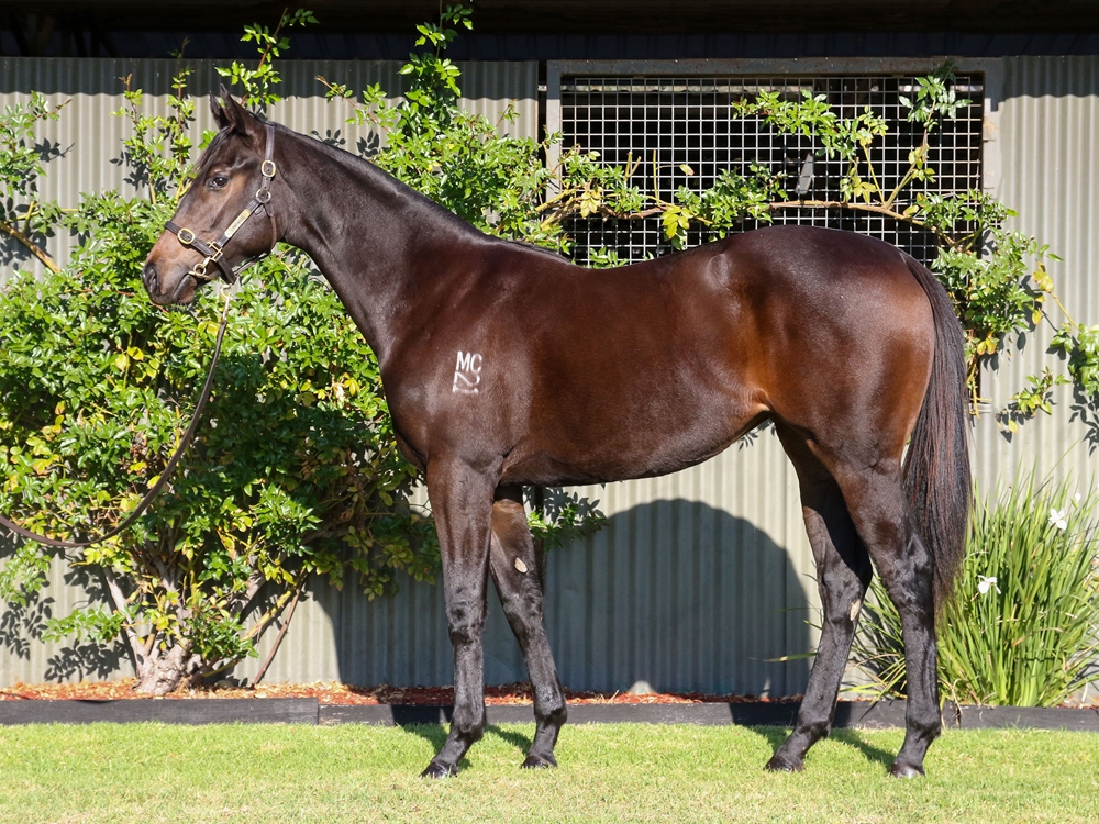 I Am Invincible (AUS) / Samara Dancer (NZ) 2023 Filly - Image 1