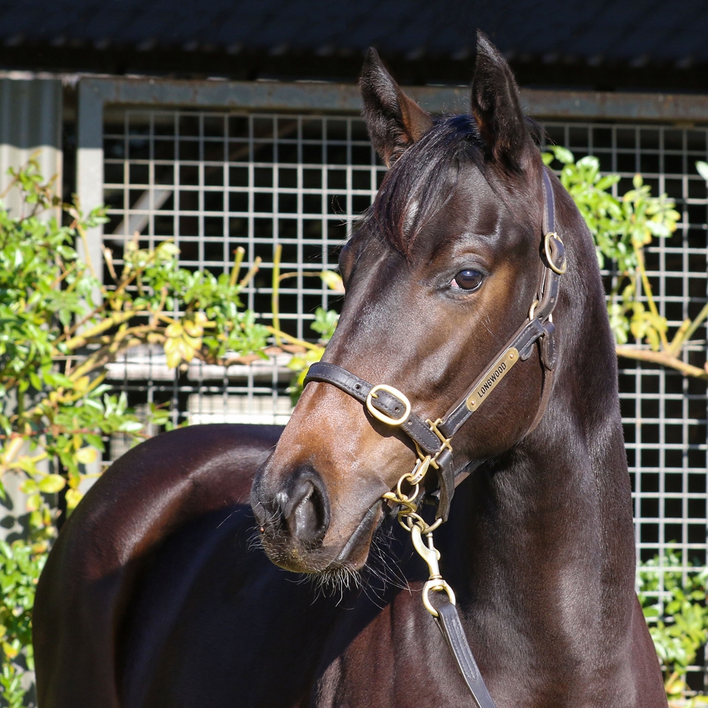 I Am Invincible (AUS) / Samara Dancer (NZ) 2023 Filly - Image 2