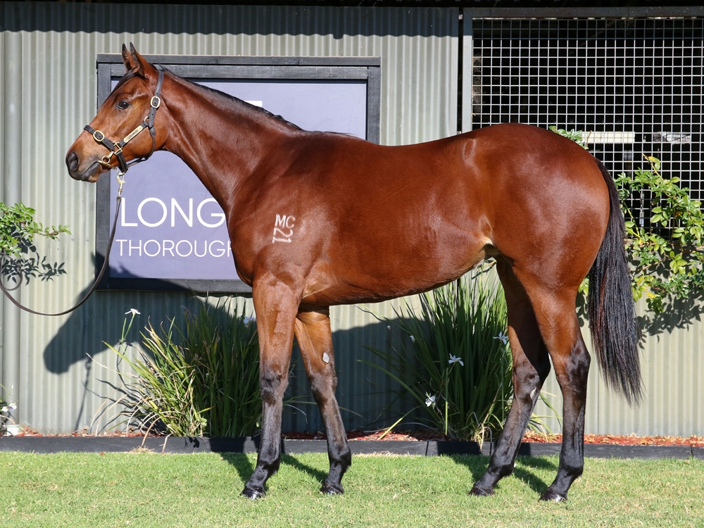 I Am Invincible (AUS) / Ellicazoom (AUS) 2023 Filly - Image 1